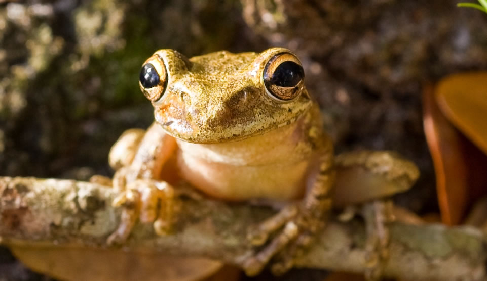 ŰܣCuban Tree FrogӰJoseph Gamble