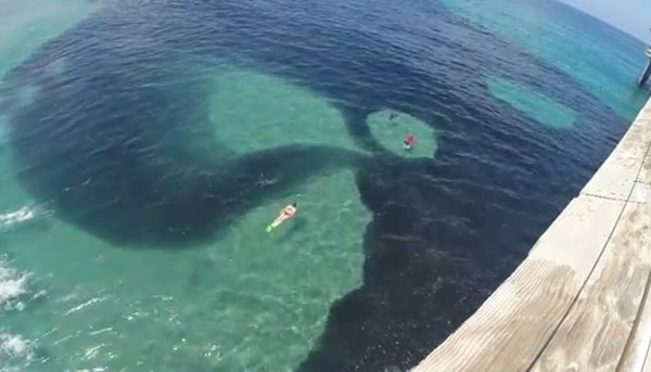 美国加州圣地牙哥近海海水突然“染黑” 原来大群鳀鱼聚集