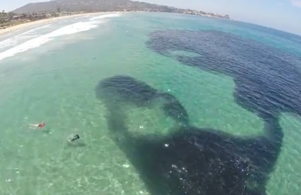 美国加州圣地牙哥近海海水突然“染黑” 原来大群鳀鱼聚集