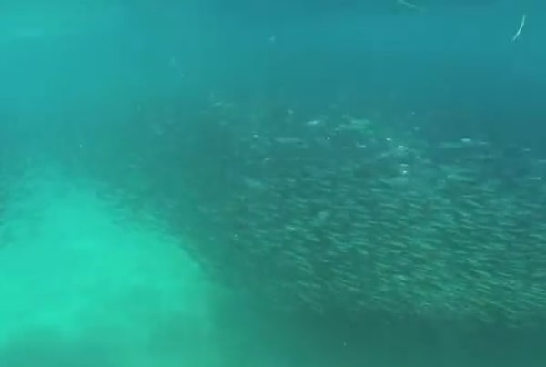 美国加州圣地牙哥近海海水突然“染黑” 原来大群鳀鱼聚集