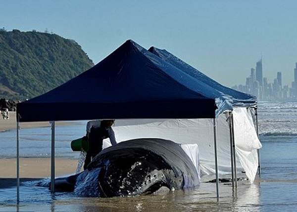 ��Ԯ��Ա���ռ��������������ͷ���������졣