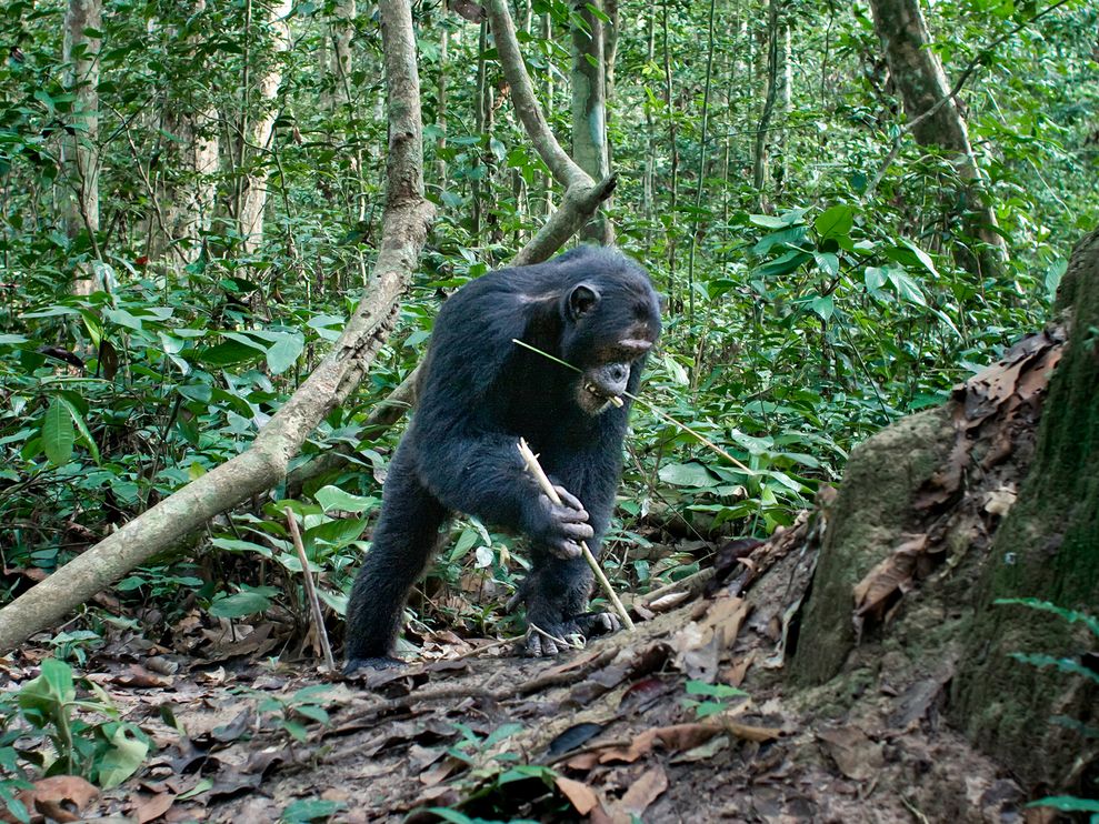 刚果共和国努阿巴雷恩多奇国家公园(Nouabalé-Ndoki National Park)内的一只黑猩猩将一根树枝伸进白蚁丘。 PHOTOGRAPH BY I