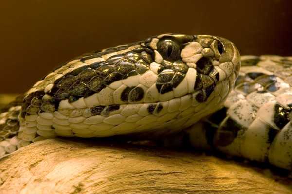 βߣMexican lance-headed rattlesnake