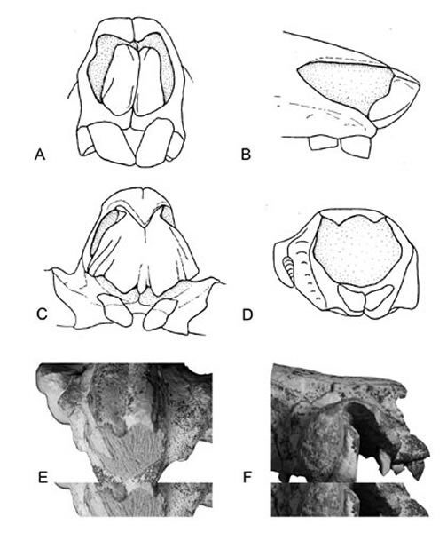 猪属 (a)、(b) , 巨林猪属 (c) 和弓颌猪属的吻部(d—f)(侯素宽供图)