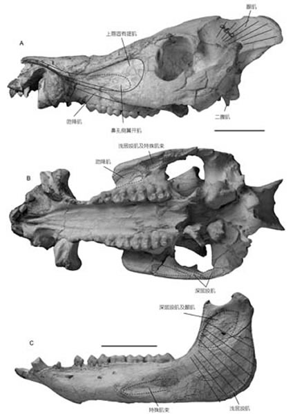 弓颌猪属的吻部肌肉和咀嚼肌(侯素宽供图)