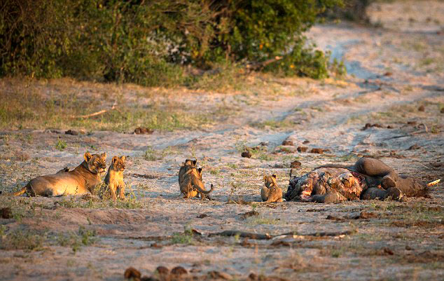 ���޲���������ȺӼ�������Ϊ��ʳ�Ŵ�ڱ���ʨ��