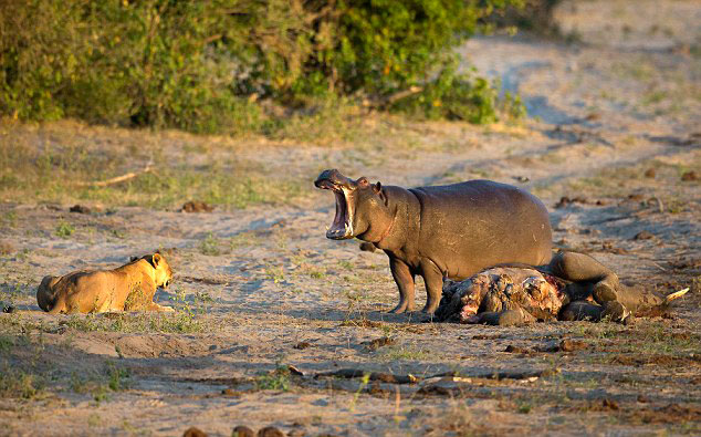 ���޲���������ȺӼ�������Ϊ��ʳ�Ŵ�ڱ���ʨ��