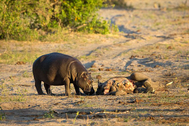 ���޲���������ȺӼ�������Ϊ��ʳ�Ŵ�ڱ���ʨ��