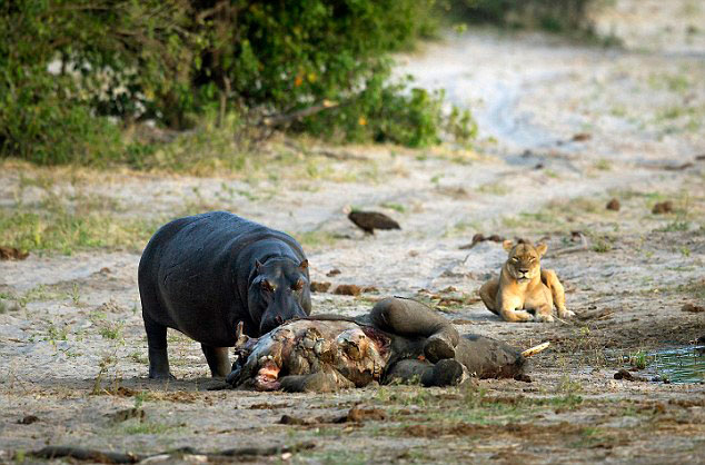 ���޲���������ȺӼ�������Ϊ��ʳ�Ŵ�ڱ���ʨ��