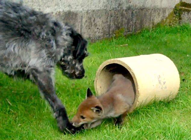 英国狐狸和猎犬成为挚友