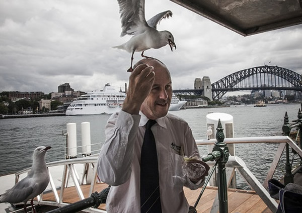 雪梨港码头的海鸥极大胆,甚至啄游客和抢食物。