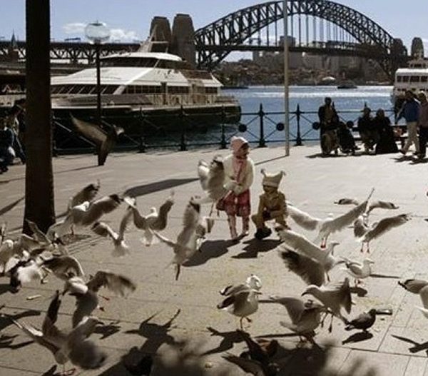 雪梨港码头的海鸥愈来愈多