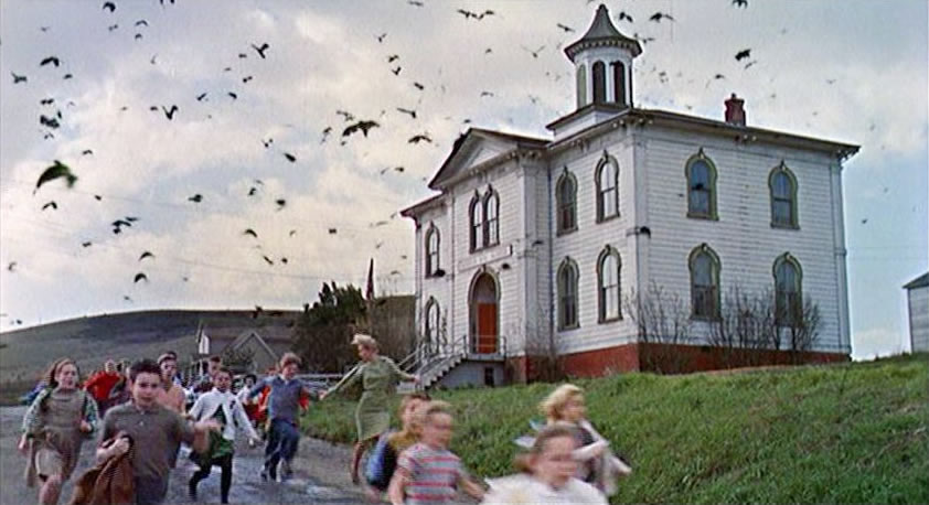 有人形容雪梨港码头海鸥为患,场面有如希治阁名作《鸟》。