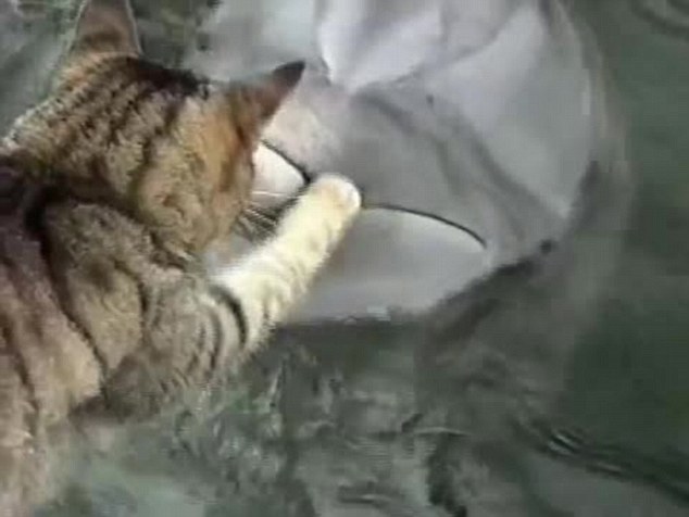 美国佛罗里达州海洋生物公园一只小猫与大西洋宽吻海豚玩耍