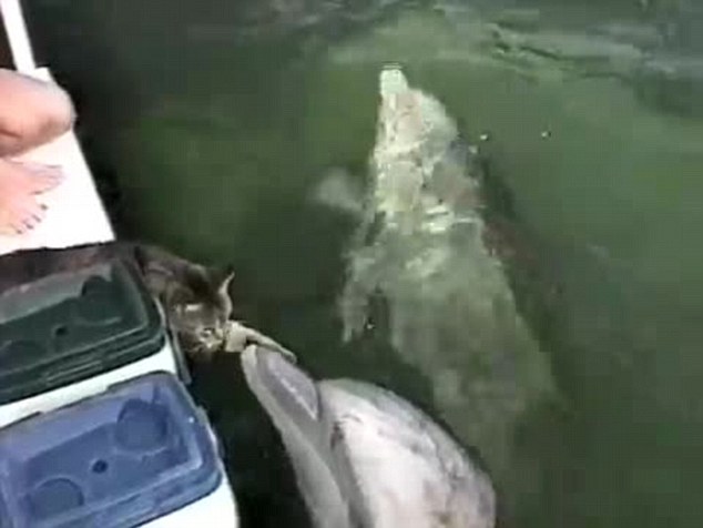 美国佛罗里达州海洋生物公园一只小猫与大西洋宽吻海豚玩耍