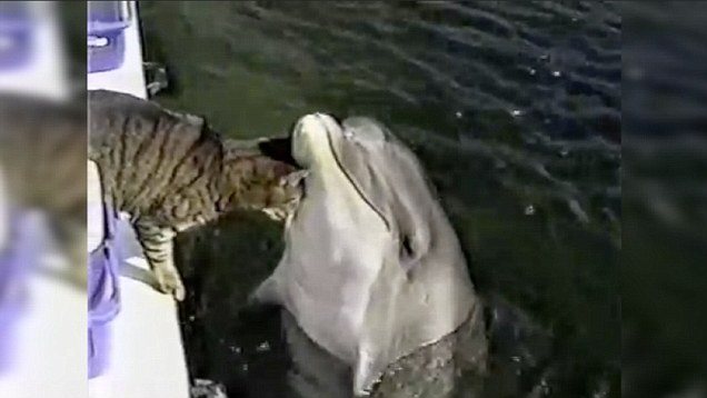 美国佛罗里达州海洋生物公园一只小猫与大西洋宽吻海豚玩耍