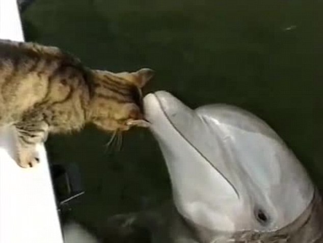 美国佛罗里达州海洋生物公园一只小猫与大西洋宽吻海豚玩耍