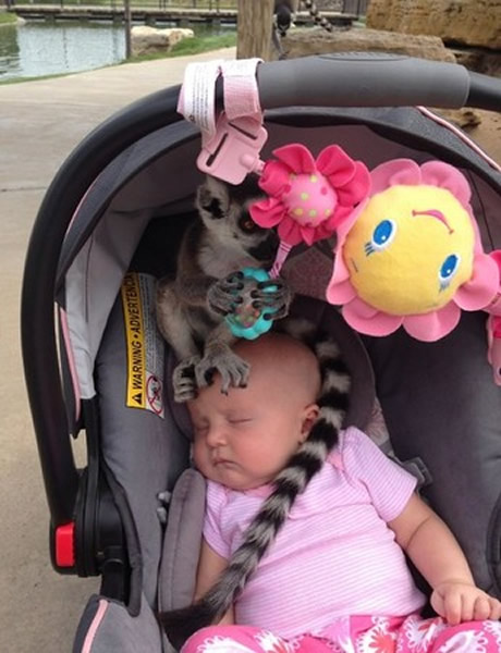 美国堪萨斯州野生动物园中一只狐猴为“越狱”躲进婴儿车中扮成绒毛娃娃