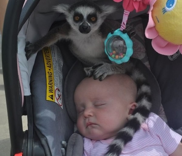 美国堪萨斯州野生动物园中一只狐猴为“越狱”躲进婴儿车中扮成绒毛娃娃