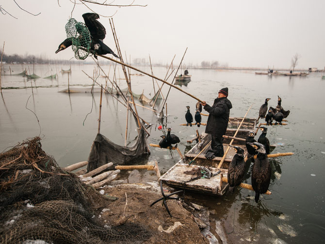 微山湖是运河系统的一部分,湖上一名渔夫正把鸬鹚抓到船上。当地仍有少数家庭延续着祖先一千多年来的谋生方式,用绳子绑住鸟的脖子,使它们无法把较大的鱼吞下肚,然后再逼