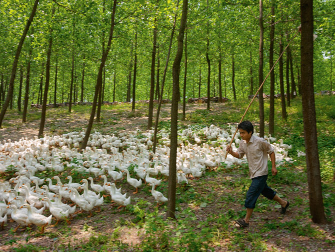 一名年轻人一大早就赶着鹅群去觅食,接着再把它们赶到淮安南边的运河去游水。在运河沿岸的农村里,很多小农的谋生方式就是为船员供应水禽与肉品──还有香烟和啤酒。