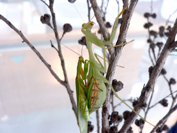 公新西兰螳螂企图和侵入种母螳螂交配。图片:Murray Fea