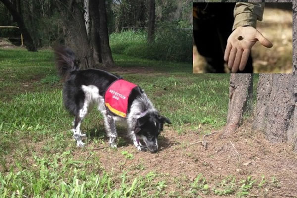 全球唯一树熊粪便嗅探犬——澳洲一头4岁边境牧羊犬玛雅(Maya)