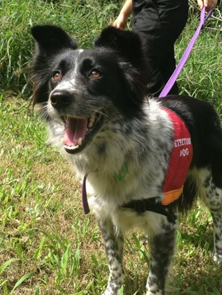 �ܹ�Ѱ���ҳ�Ұ����β�ܵı߾�����Ȯ����