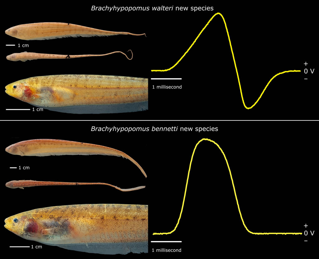 两种新鱼种与它们的放电示意图。 Courtesy John P. Sullivan, PhD, Cornell Laboratory of Ornitholog