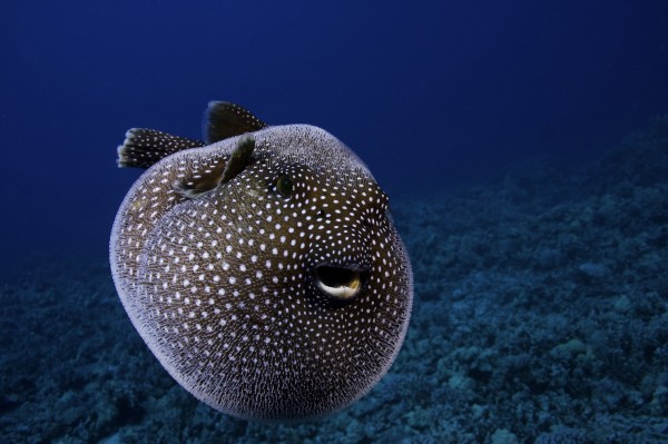 一只白点叉鼻鲀(guineafowl pufferfish)在夏威夷的海域里悠游。摄影:David Fleetham, Corbis