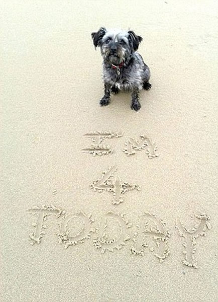 Scruff����4�꣬ͼΪ�����ں�̲��д�¶�С��������ף��