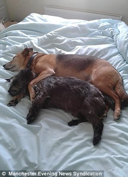 Scruff�����������Ϻ����˼�ԭ���Ĺ���Ϊ�˺����ѣ�ʱ��һ����ˣ