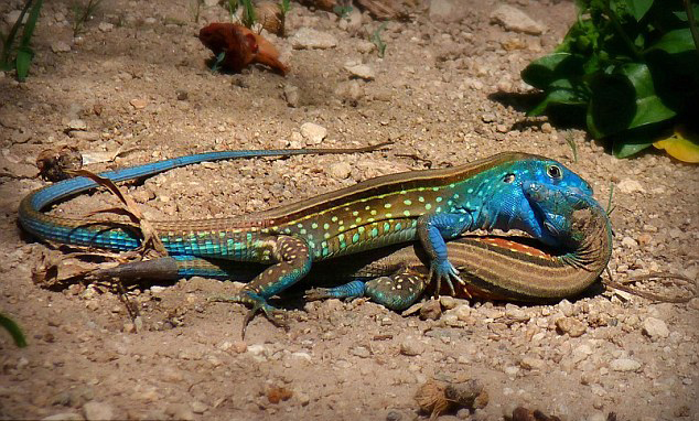 ί����������Ƥ�ٶ����ҹ�԰�ȴ���������ֻ���滥������