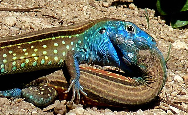 ί����������Ƥ�ٶ����ҹ�԰�ȴ���������ֻ���滥������