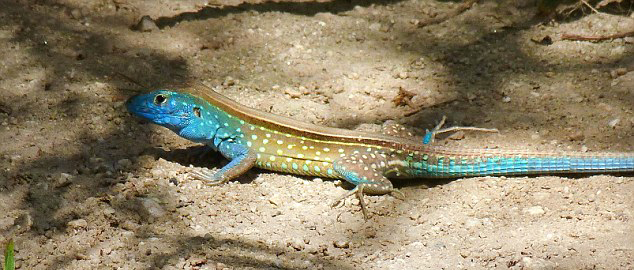 ί����������Ƥ�ٶ����ҹ�԰�ȴ���������ֻ���滥������