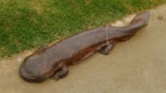 �ձ�ѧ��·�߷���1�׳�������