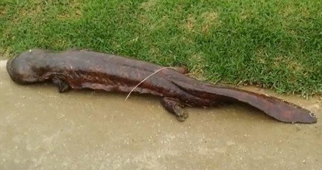 �ձ�ѧ��·�߷���1�׳�������