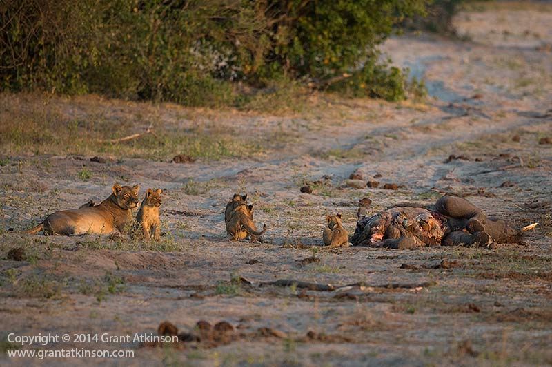 非洲河马怒吼赶走狮子独享小象尸体