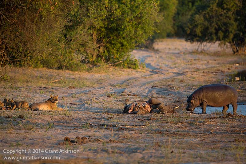 非洲河马怒吼赶走狮子独享小象尸体