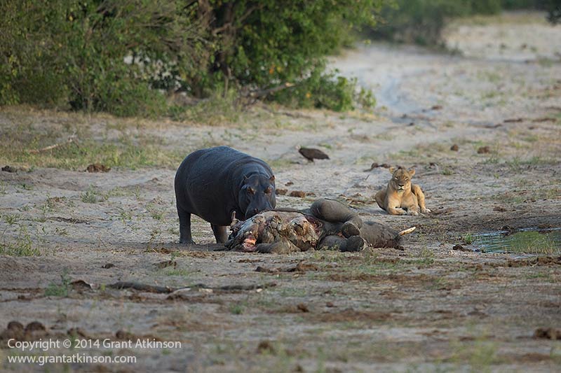非洲河马怒吼赶走狮子独享小象尸体