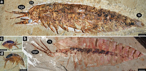 澄江动物化石群中节肢动物林乔利虫成虫(A, B)和幼虫(C, D)