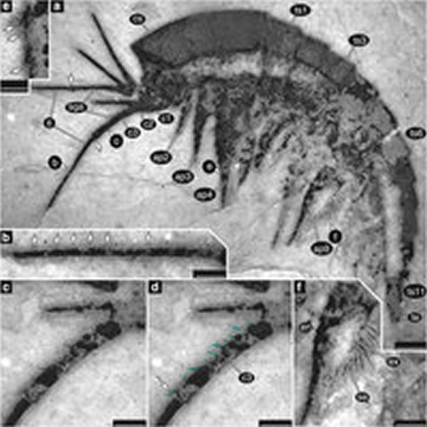 侯先光团队在国际著名期刊《自然-通讯》首次报道迄今为止所知最古老的生态区位分化现象