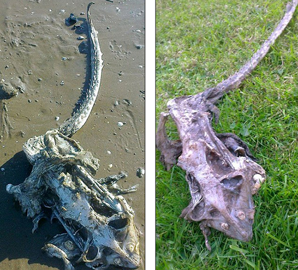 英国海滩发现“海怪”骨架残骸?