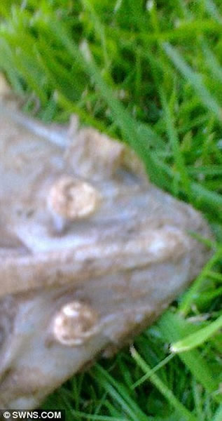 英国海滩发现不明生物骨骼残骸