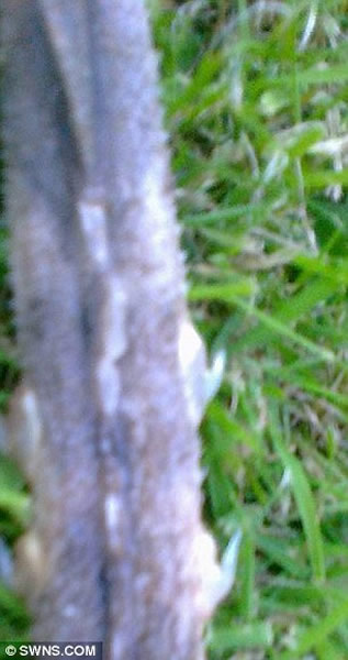 英国海滩发现不明生物骨骼残骸