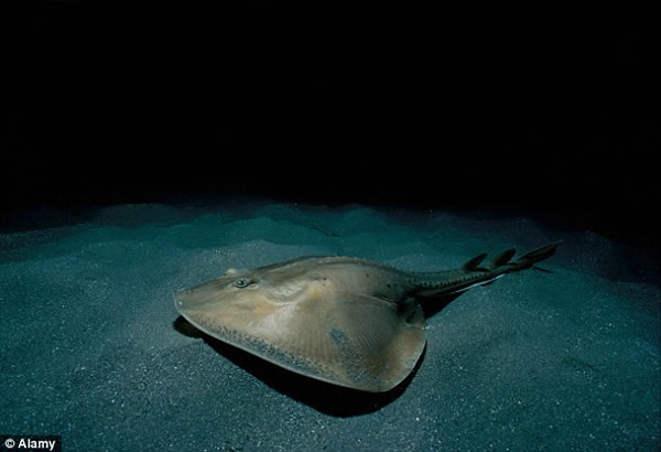 一位海洋生物学家认为这具骨架可能是一只团扇鳐