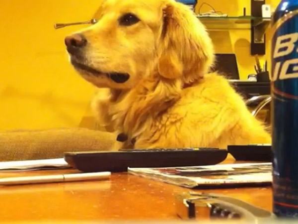 音乐停了,黄金猎犬扁嘴