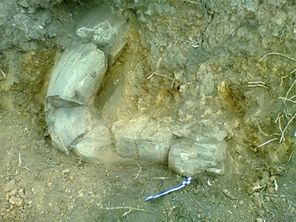 ī翼ѧз1.2ǰĳëʯ