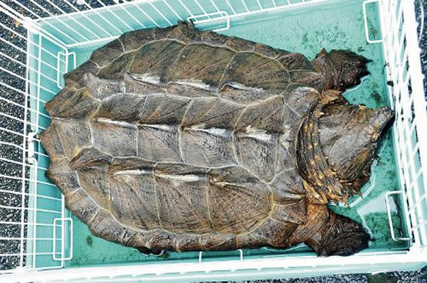 日本新潟县新发田市水沟内发现长约1米的鳄鱼龟