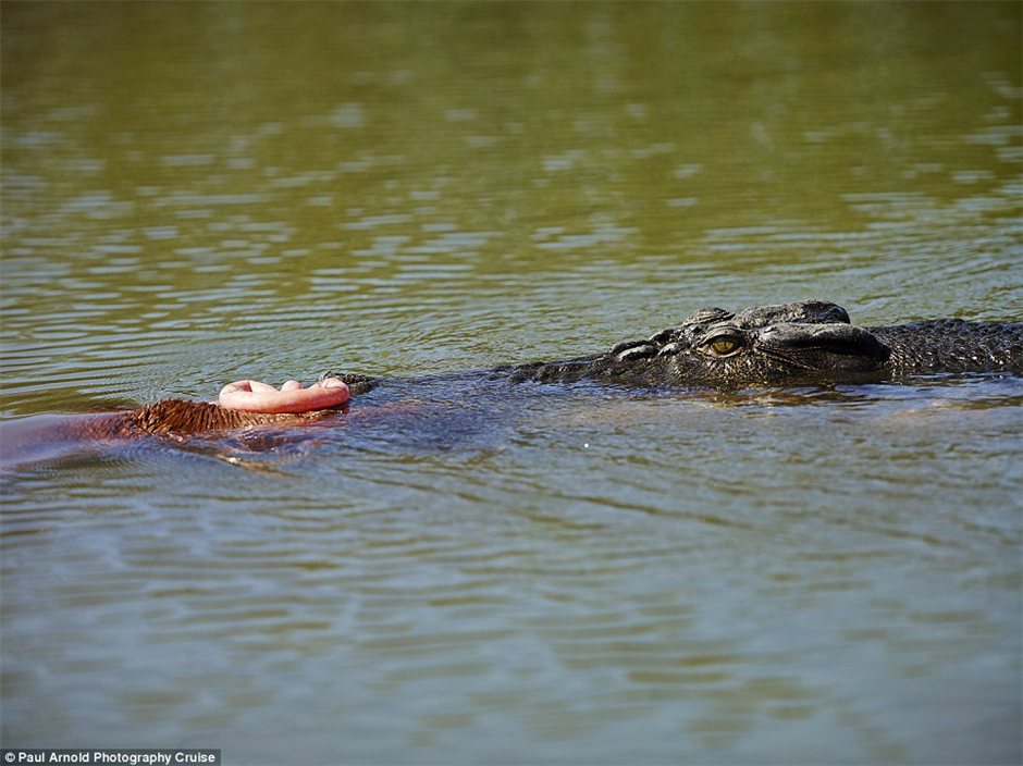 澳大利亚摄影师在澳卡卡杜国家公园拍到4.5米长鳄鱼吞下小马驹过程
